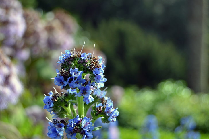 blue bugloss flowers, macro, blue flowers, plants, nature, purple, HD wallpaper