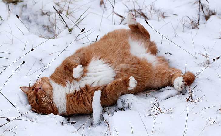 orange and white tabby cat, animals, snow, winter, relaxation