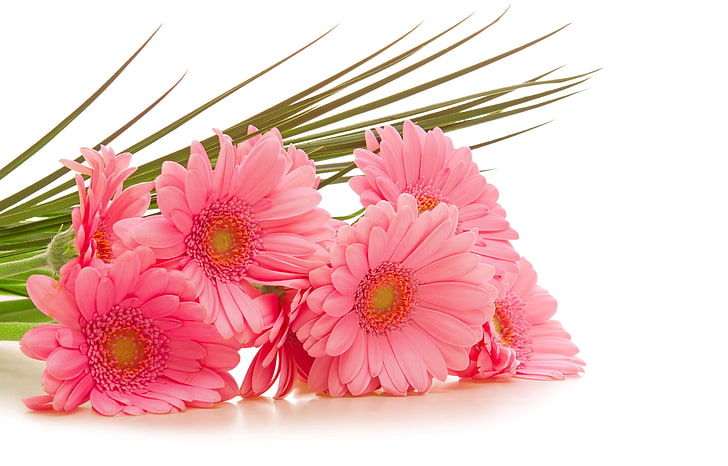 pink gerbera flowers, bouquet, green, pink Color, nature, plant
