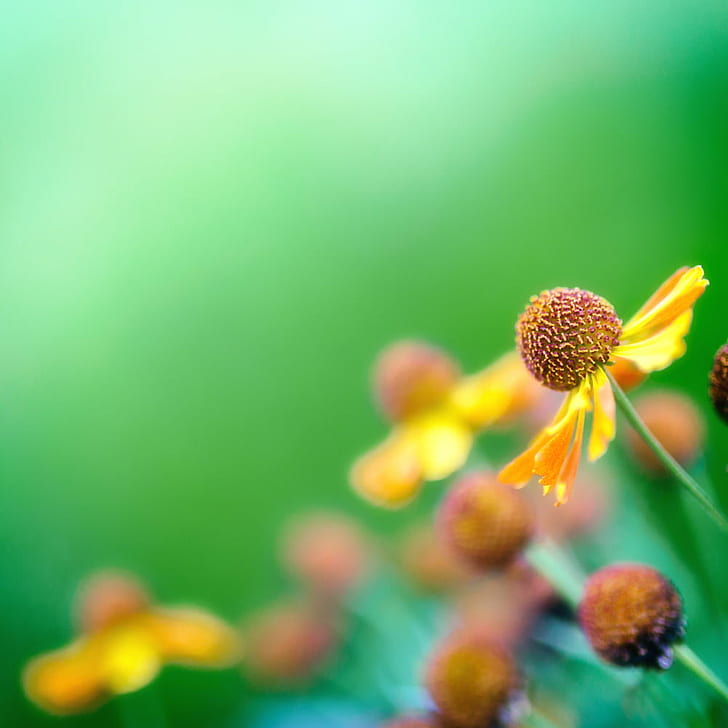 selective focus photography of yellow petaled flower, corner, HD wallpaper