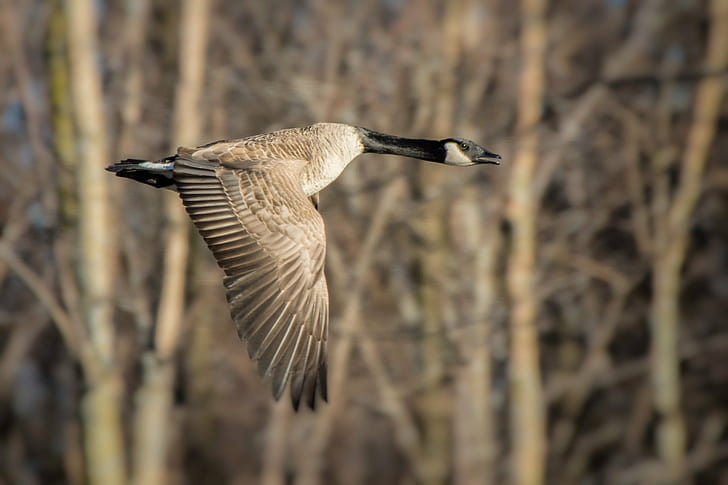 black and gray bird flying during daytime, canada goose, canada goose