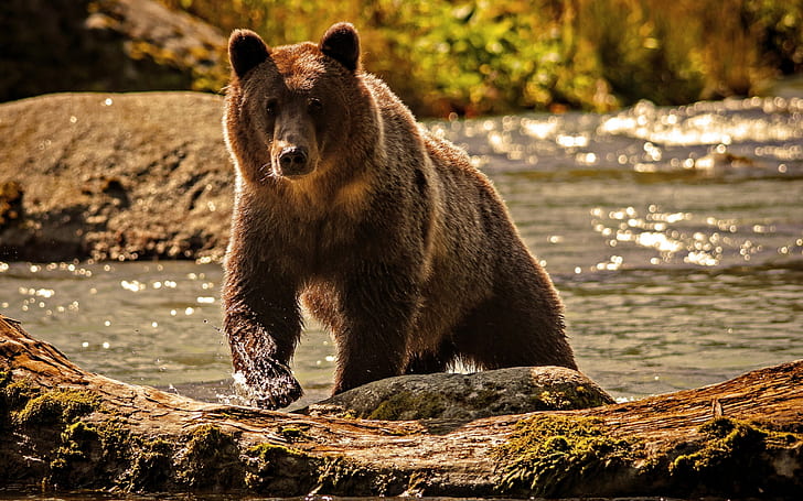 Bear Grizzly Bear HD, animals, HD wallpaper