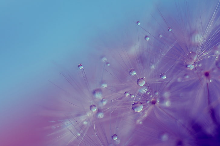 closeup photography of flower digitla wallpaper, dandelion, dew