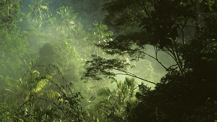 Tropical Jungle Forest Trees HD, nature