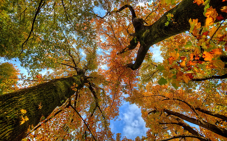 Looking up at the Autumn, brown leafed tree, Seasons, Colorful, HD wallpaper