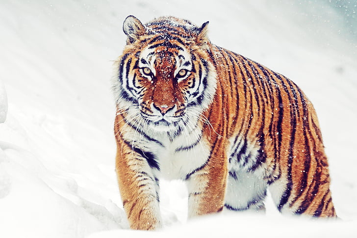 Siberian tiger, Winter, Snowfall, HD, 5K, HD wallpaper