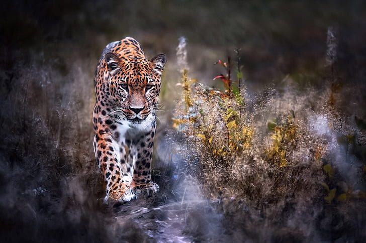 HD wallpaper: nature, Leopard, walk, big cat, Panthera pardus | Wallpaper  Flare