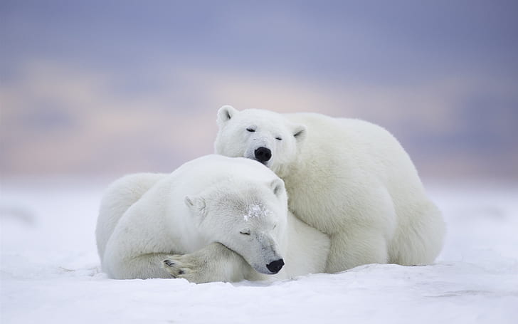 Arctic National Wildlife Refuge, Alaska, polar bears family, fall sleep, HD wallpaper