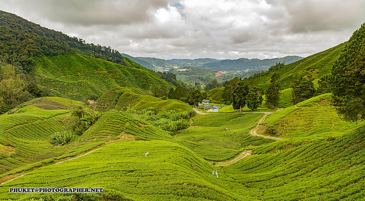 aerial view of green grass field, cameron highlands, malaysia, cameron highlands, malaysia