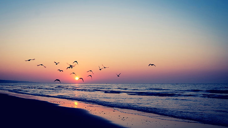 body of water, sunset, sea, beach, birds, nature, sunlight, sky