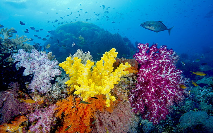 Ambiance Raja Ampat, underwater, sea life, undersea, animal wildlife, HD wallpaper