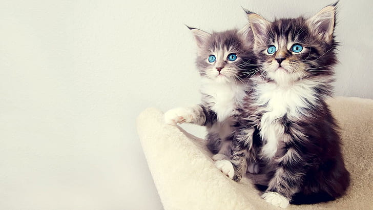 Blue-eyed Kitten, cats, looking, staring, small, sitting, animals, HD wallpaper