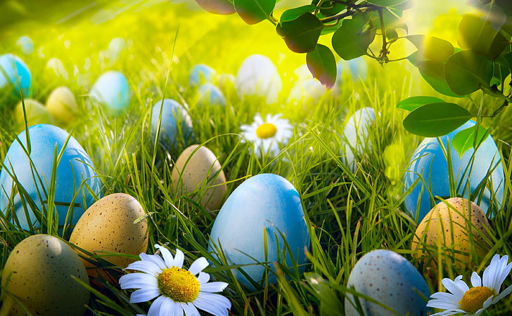HD wallpaper: Easter Egg Hunt, blue and yellow eggs, Holidays, Spring, Grass