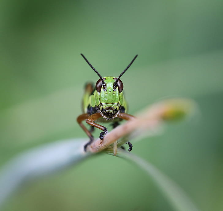 selective focus photography of green grasshopper, Canon 7, D Mark