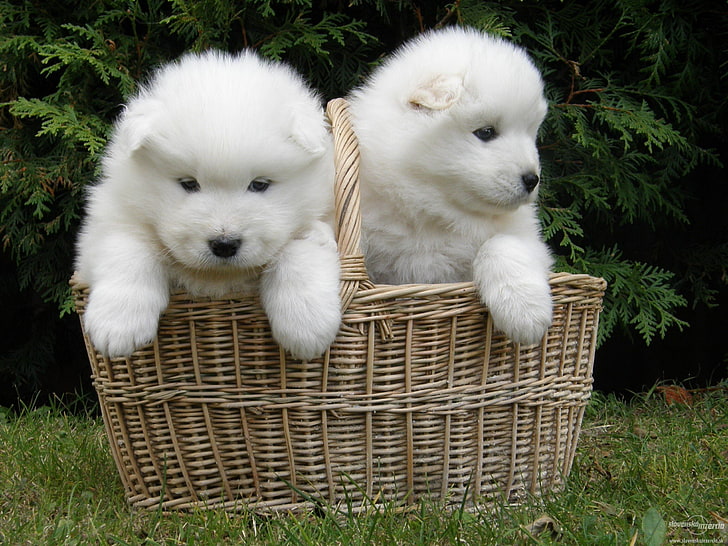 baby, Canine, dog, dogs, puppy, samoyed, pets, domestic, domestic animals