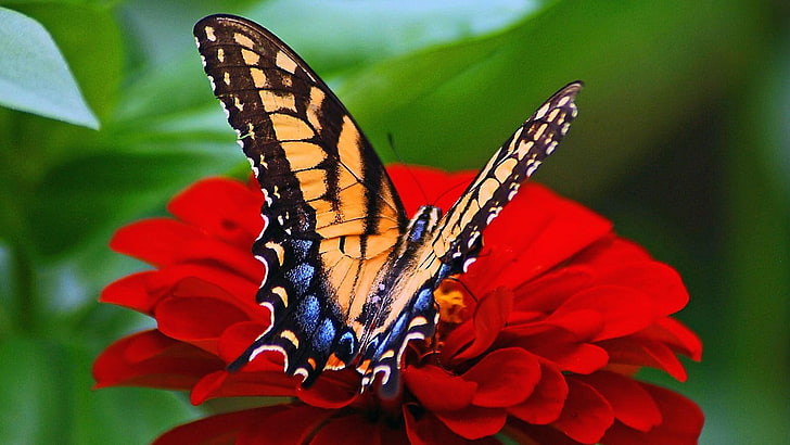 butterfly, flower, blurry, garden, HD wallpaper