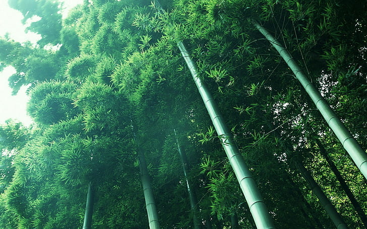 nature, landscape, bamboo, HD wallpaper