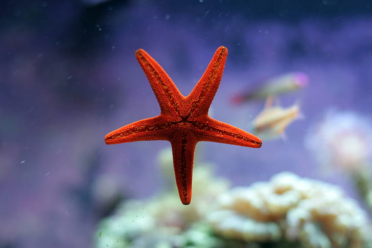 nature, sea, starfish, underwater, red, HD wallpaper
