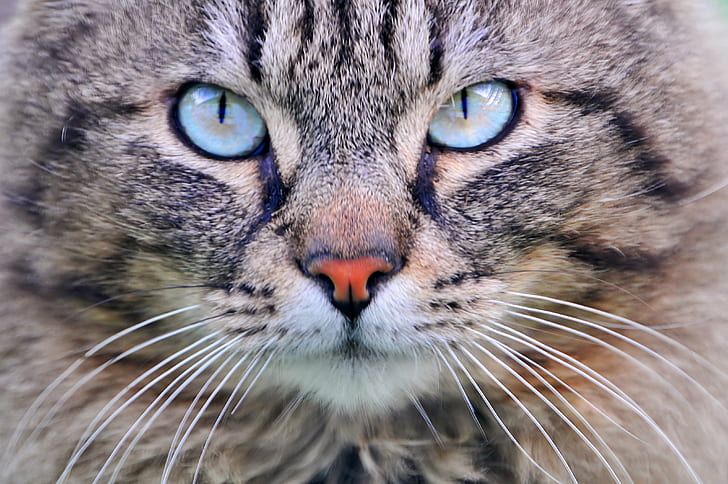 brown short coated cat, cat, turquoise, cat  cat, kitty, feline, HD wallpaper