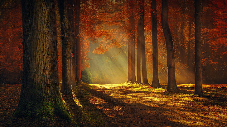 nature, forest, woodland, autumn, leaves, deciduous, sunlight, HD wallpaper