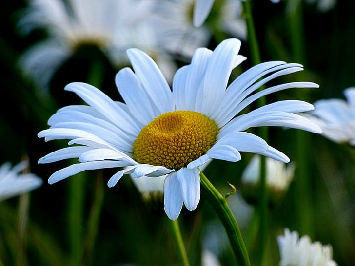 shallow focus photography of common daisy, Blume, Blumen, weiß, HD wallpaper