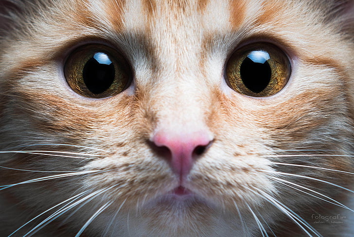 orange tabby cat, animals, closeup, eyes, one animal, animal themes, HD wallpaper