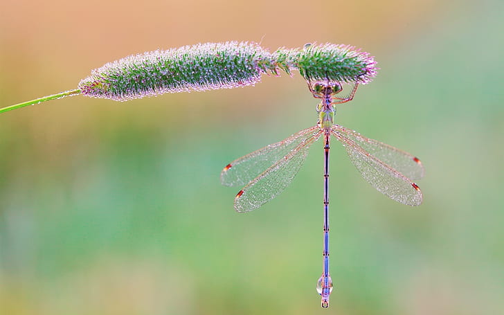 Insect, dragonfly, grass, morning, dew drops