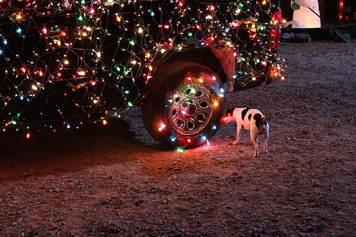 short-coated white and black dog, car, christmas lights, animals