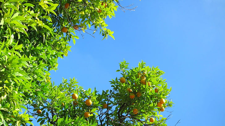 orange fruits, nature, orange (fruit), landscape, plants, tree, HD wallpaper