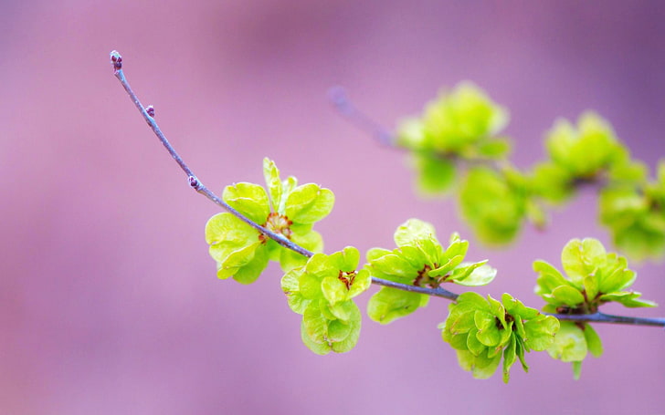 small green flowers-Beautiful macro photography Wa.., green leafed plant