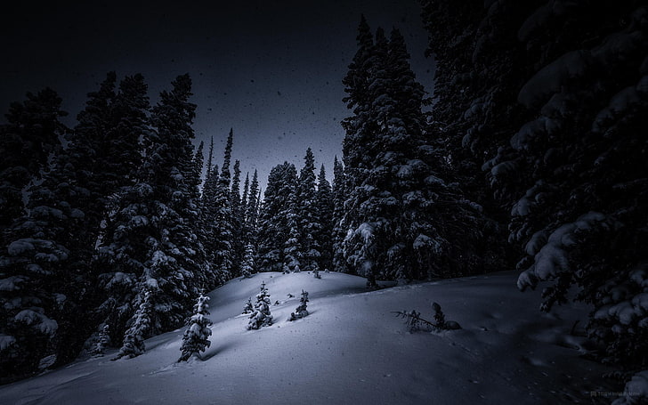 trees with snow, winter, forest, night, nature, landscape, dark