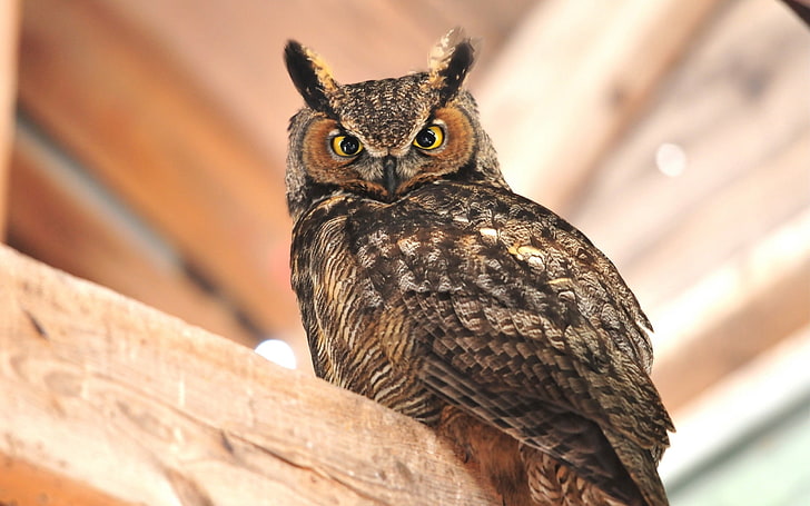 brown eagle owl, sitting, bird, predator, animal, wildlife, nature, HD wallpaper