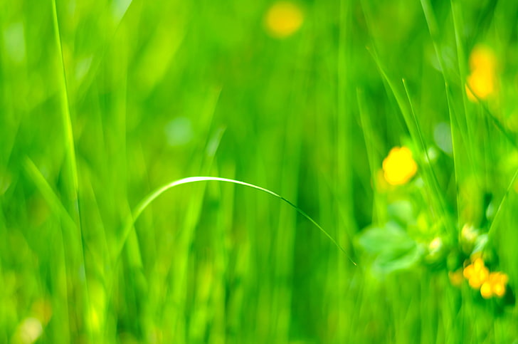 plants, grass, green color, beauty in nature, growth, no people, HD wallpaper