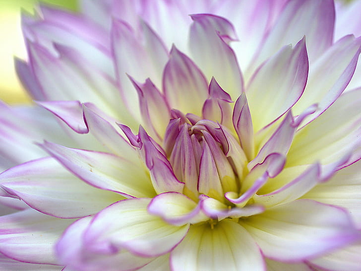 purple and white Dahlia flower in bloom close-up photo, dalias, HD wallpaper