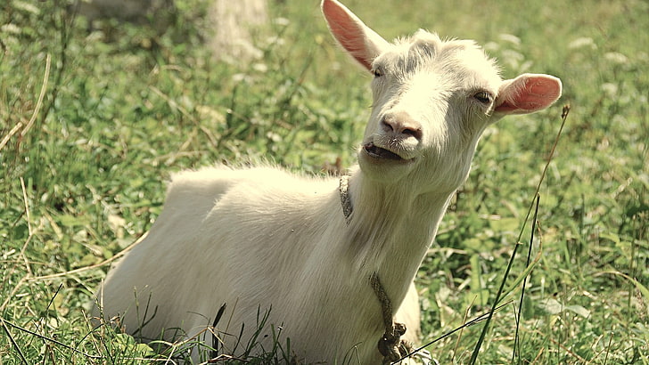 white goat lying on grass field, goats, animals, animal themes, HD wallpaper