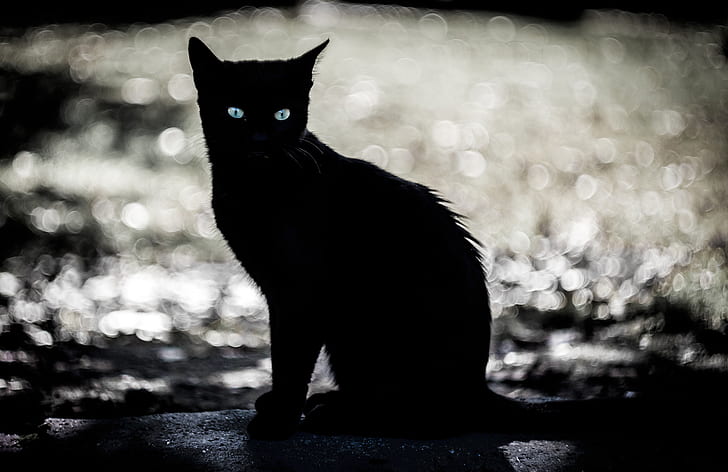 eyes, dark, animals, cat, silhouette, pet