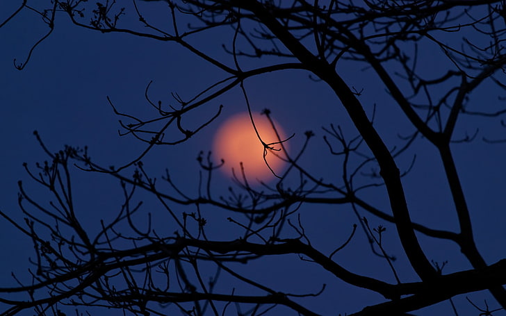 Moon, trees, night, sky, silhouette, branch, bare tree, beauty in nature