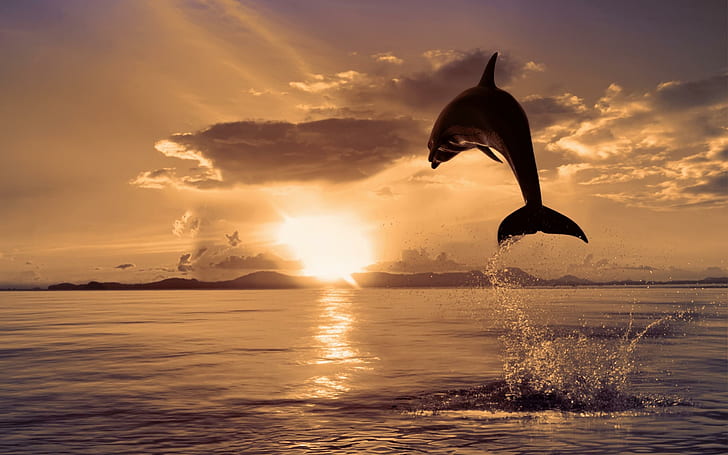 Dolphin In The Air, view, lovely, dolfin, rays, dolphins, beautiful, HD wallpaper