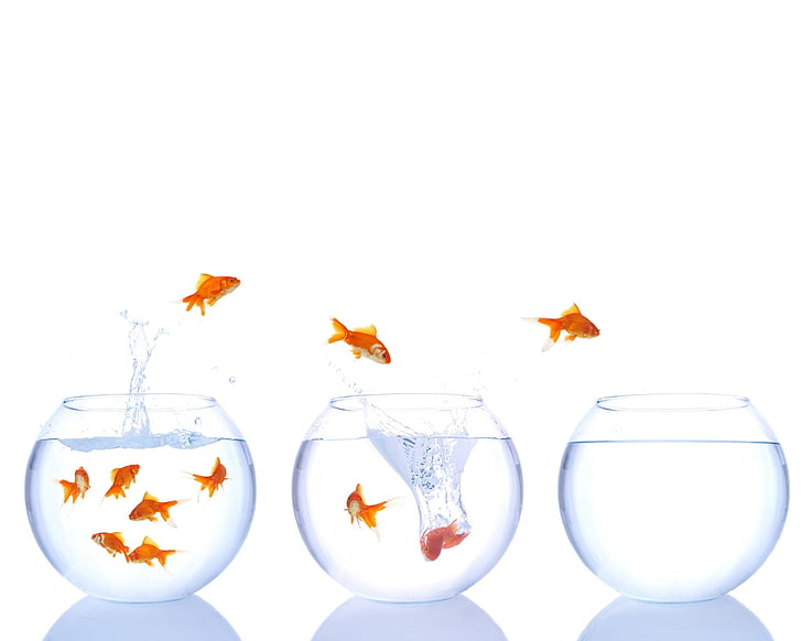 common goldfish and three fish bowls, fish tanks, jump, water