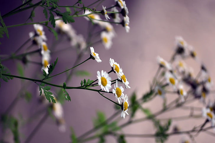 white Daisy flowers, daisies, blurring, nature, tree, branch, HD wallpaper