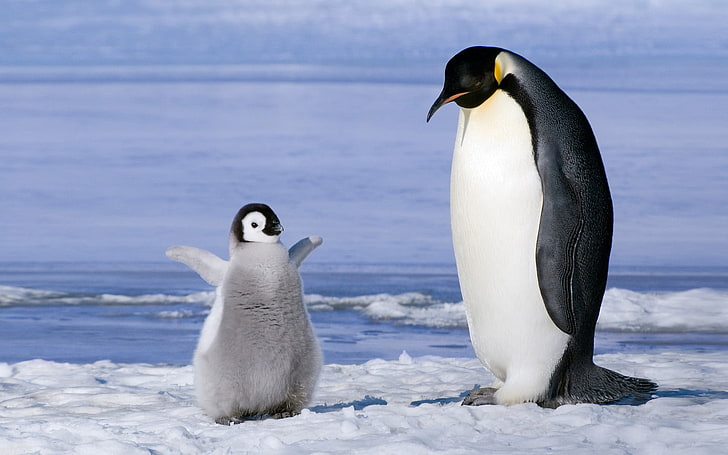 HD wallpaper: emperor penguin, penguins, family, cub, chick, Antarctica, south  Pole | Wallpaper Flare