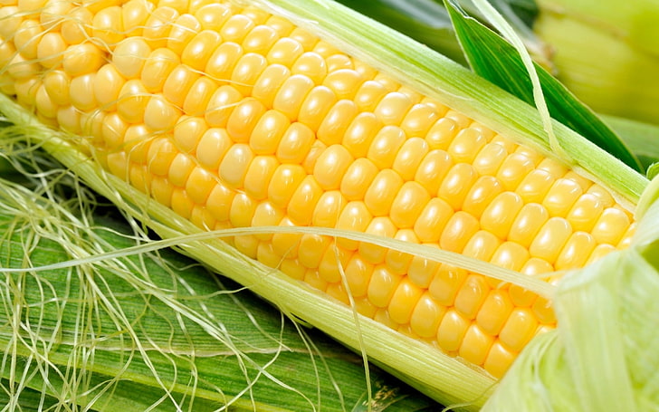 corn, food, cob, vegetable, sweetcorn, agriculture, yellow, corn - Crop, HD wallpaper