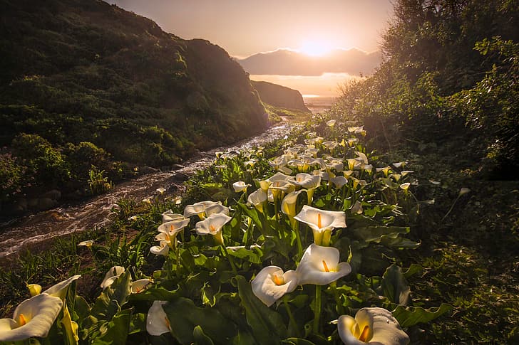 sunset, flowers, CA, California, Calla lilies, Big Sur, Garrapata State Park, HD wallpaper