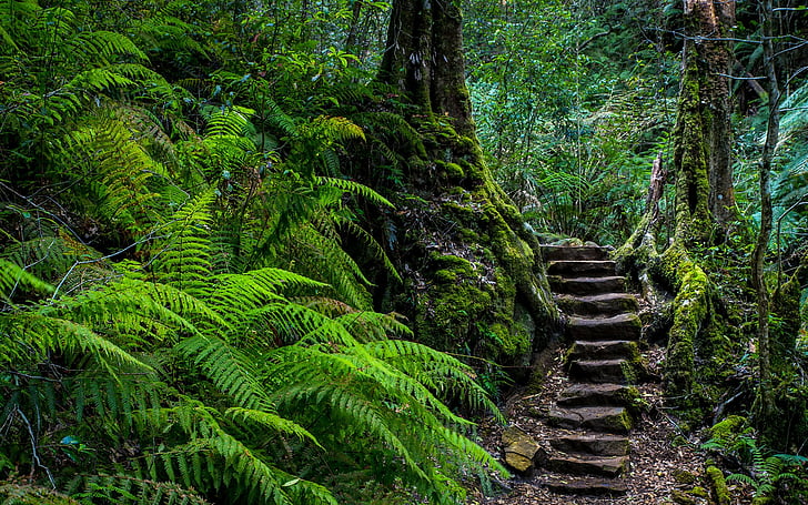 Man Made, Stairs, Fern, Forest, Green, Jungle, Stone, Tropical