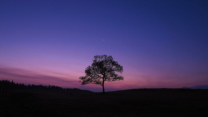 tree, night sky, lonely tree, alone, moon, landscape, horizon