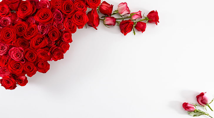Red Roses on White Background, red roses, Aero, Beautiful, Love