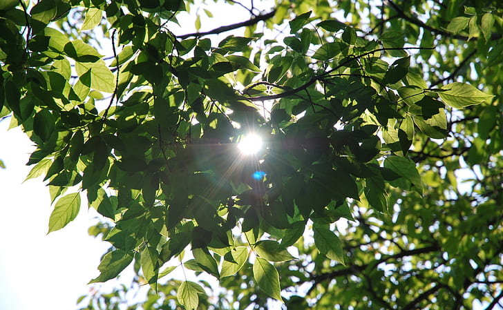 photography, nature, plants, branch, leaves, sunlight