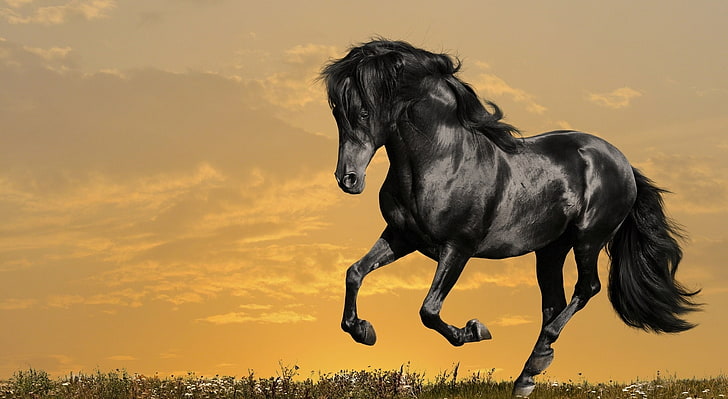 Black Horse Running, black horse painting, Animals, Horses, sunset