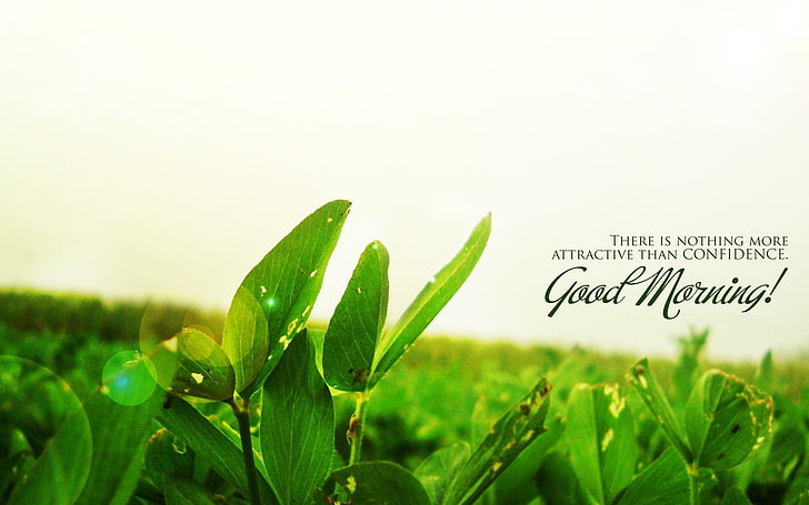 Good, Greetings, mood, Morning, motivational, green color, growth, HD wallpaper