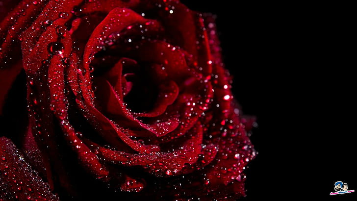 1024x768px | free download | HD wallpaper: Damn! I Love It, red rose,  valentine, 3d and abstract | Wallpaper Flare
